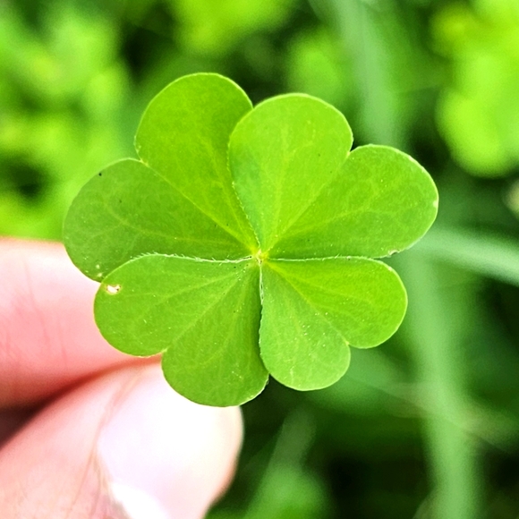 Meet Your Posher - Picture 1 of 1